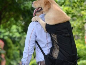Backpack For Dogs